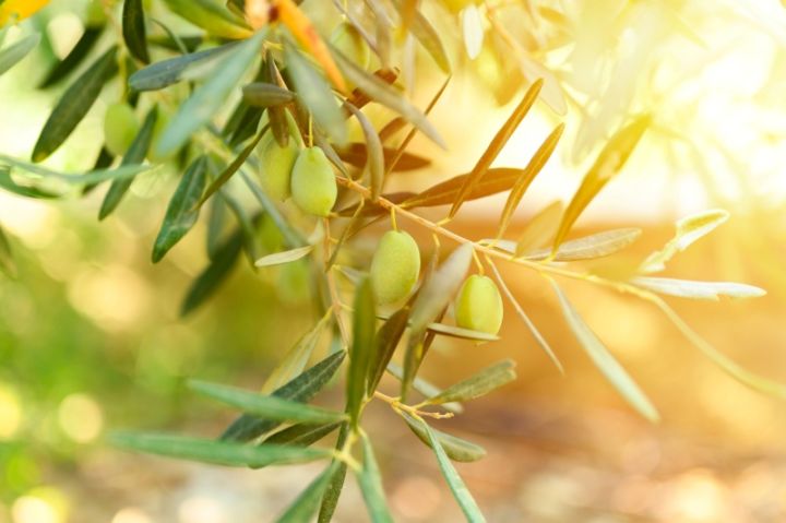 comprar olives per a restaurant