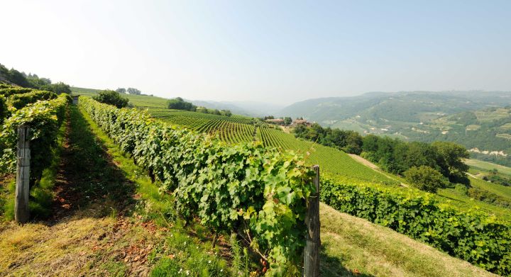 vinas vinos de Catalunya do