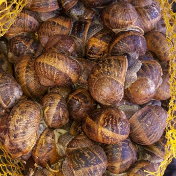 Caracoles Los Abuelos Bove Vivo Bolsa 1 Kg Falta Fitxa