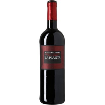 Vi La Planta Negre 14.1º 75 Cl